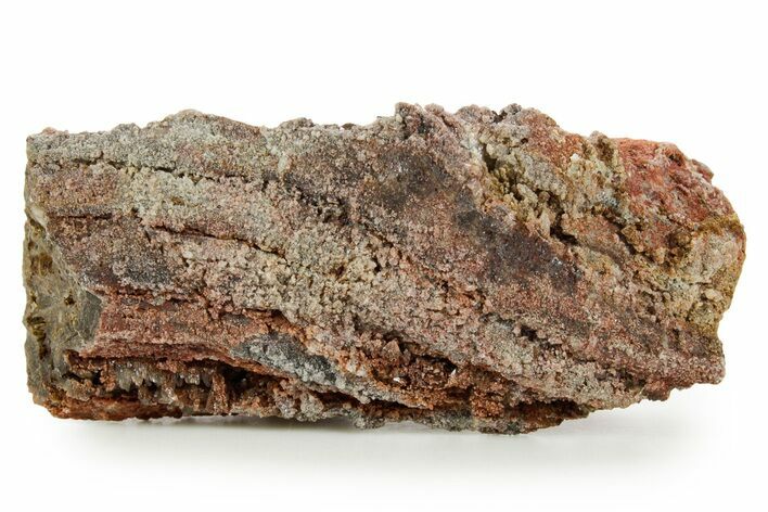 Devonian Petrified Wood (Callixylon) Section - Oldest True Wood #363359
